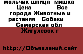 мальчик шпица (мишка) › Цена ­ 55 000 - Все города Животные и растения » Собаки   . Самарская обл.,Жигулевск г.